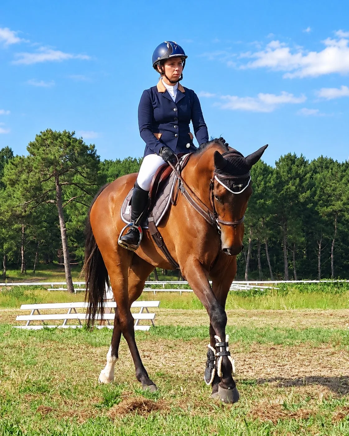 Une cavalière en veste bleu marine et casque monte un cheval bai avec des protections aux jambes sur une carrière en herbe, devant des pins.